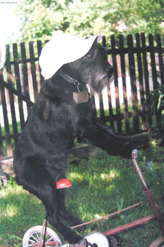 Foto: Dr�te si klobouky (�epice) jedeme z kopce-fenka Aida na t��kolce