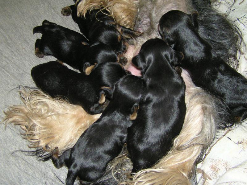 Foto: Takhle um�me papat v III. t�dnu-Krmen� honem a� jsem u nejlep��ho