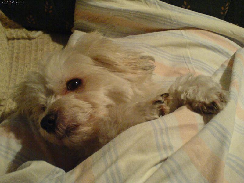 Foto: Nas maly hafanek-Hafanek se nam schoval do perin a nechce ven