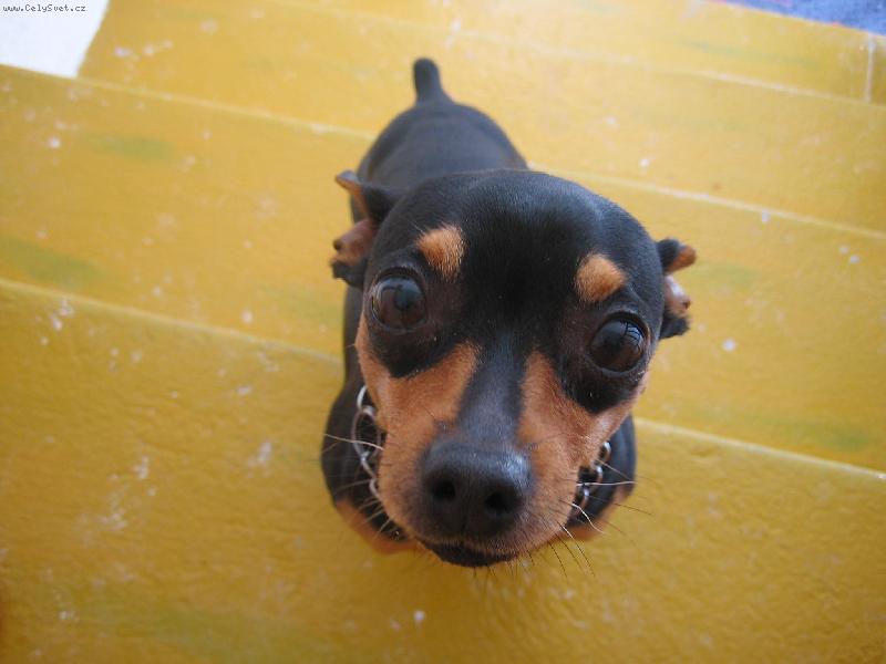 Foto: Fild�k-j� nic - j� muzikant :D