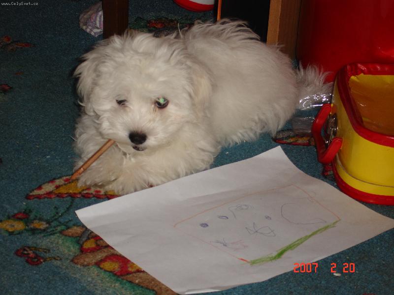 Foto: Jak to s tou tu�kou d�laj�,�e jim to p�e\?