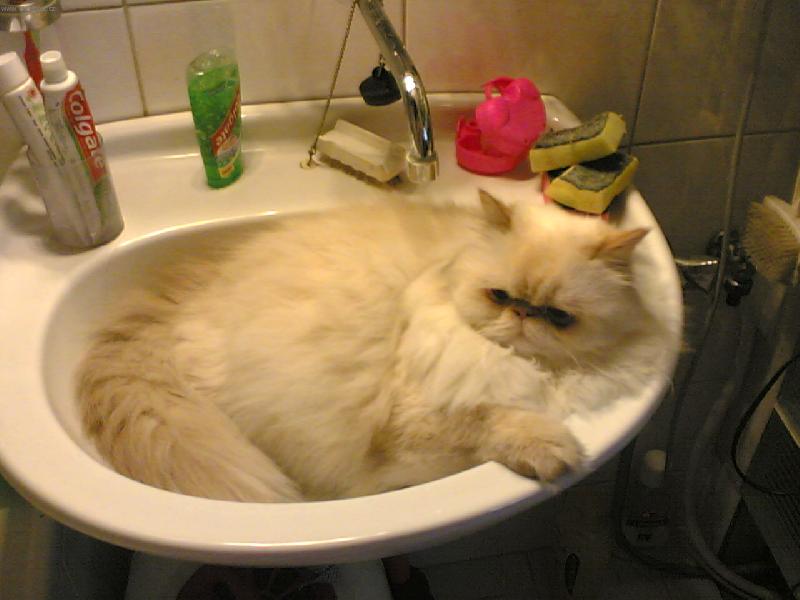 Foto: Bert��ek-V umyvadle se sp� kr�sn�..