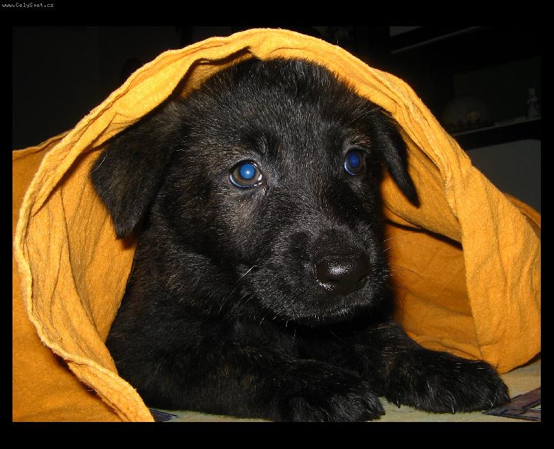 Foto: Dobr� r�no\.\.\.:\)