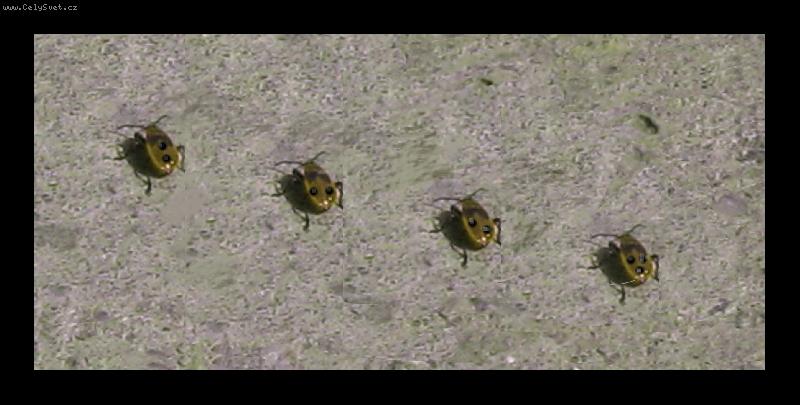 Foto: hej hou, hej hou \. \. \.