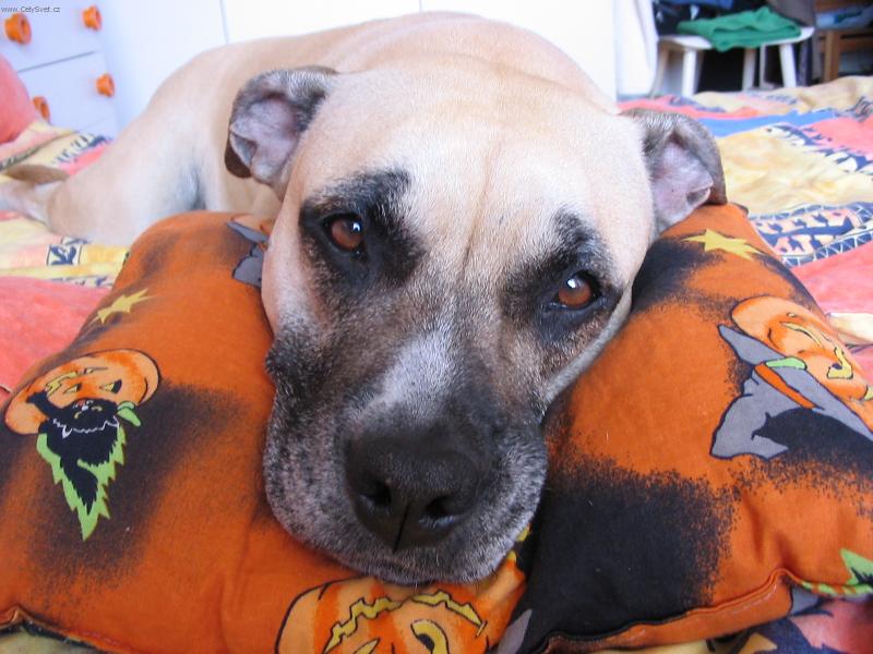 Foto: Brenda-��k�m j�, Brendo, ty moje �t�n� upatlan�, pro� tv�j apetit nen� aspo� jednou hran�? :)