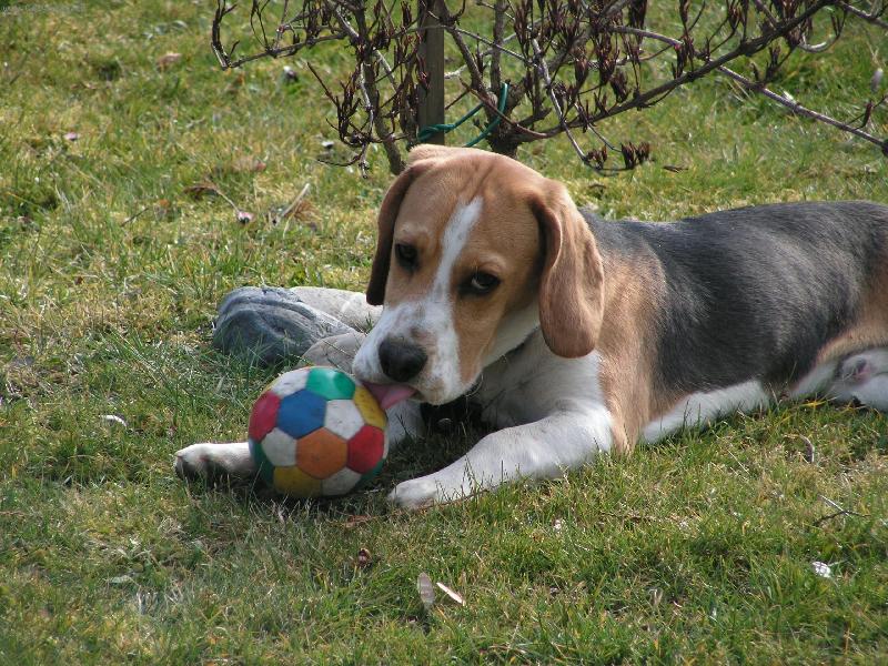 Foto: ko�ist-jestli si mysl� �e ti ten m��ek d�m....tak to teda ned�m!