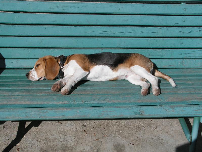 Foto: siesta-znaven po celodenn� d�in�