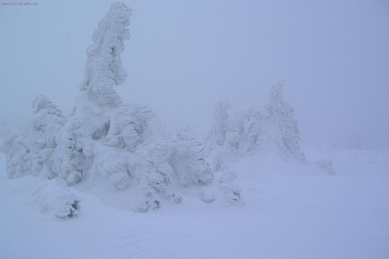 Foto: Co dok�e zima-Kr�sa sn�hu na stromech :o)