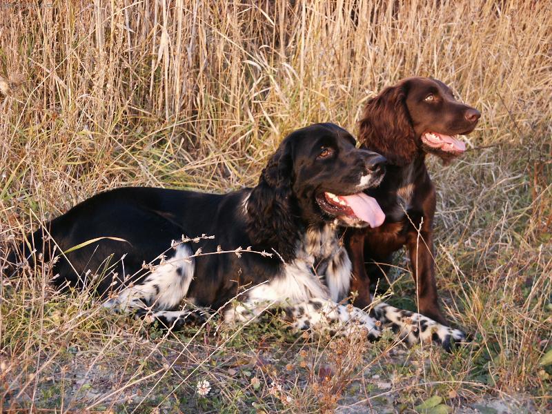 Foto: Benji a jeho kamar�dka Dona :)