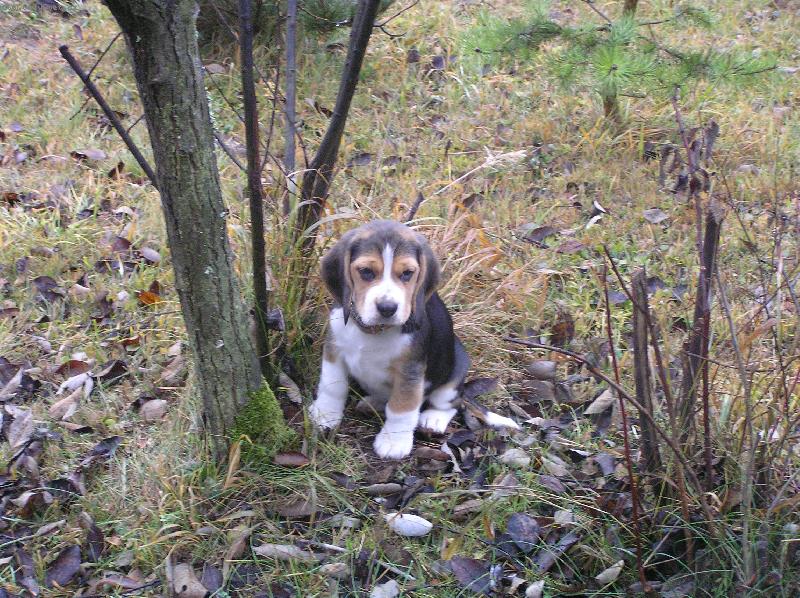 Foto: Kerry-�teniatko