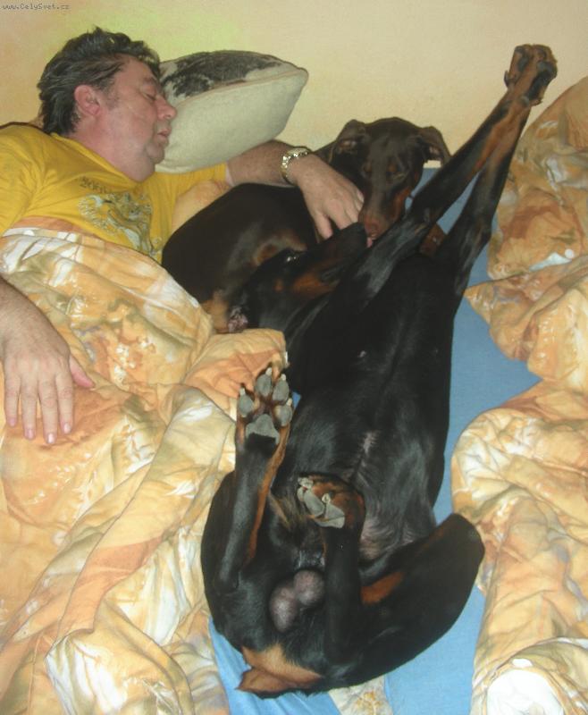 Foto: Fox��ek a jeho nev�sta Sydny-Jak spinkaj� dobrmani