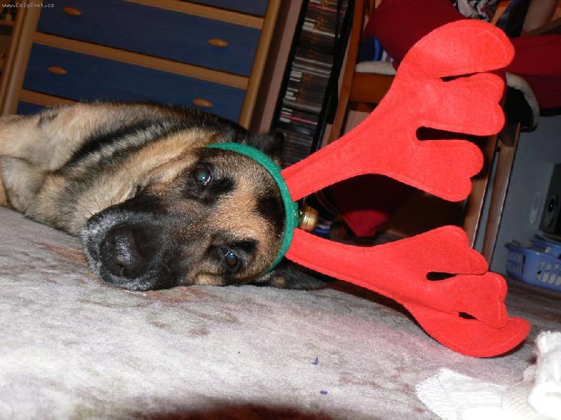 Foto: Sob�k Saru�ka-Tah�n� san� m� unavuje