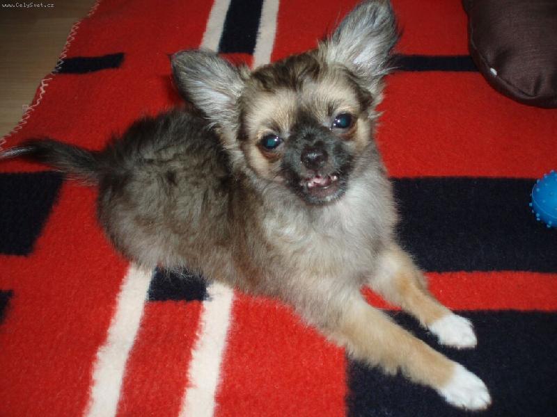 Foto: NELLY-�sm�v pros�m