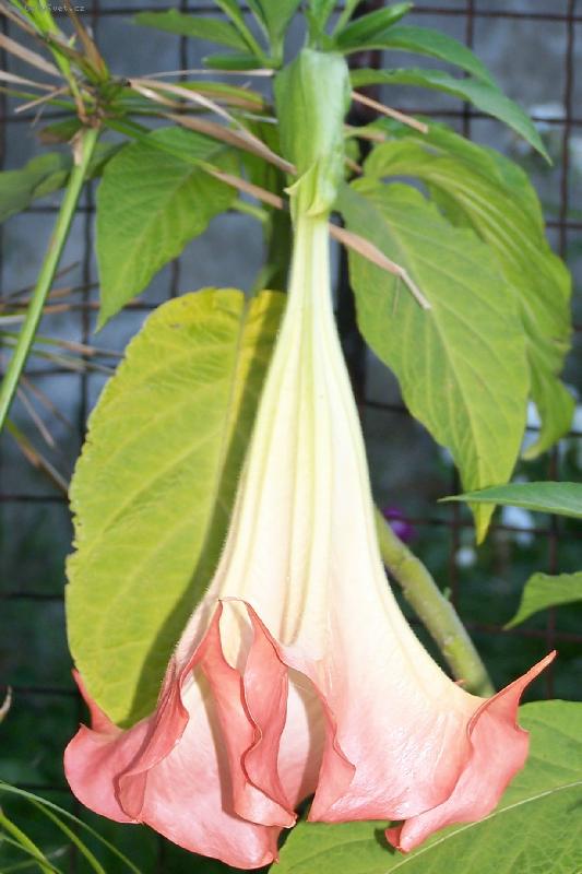 Foto: And�lsk� zvon