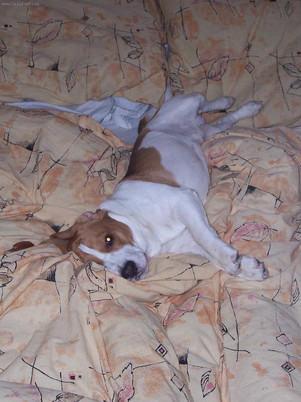 Foto: Nech�pu �e lidi takhle nedok�� taky spinkat.