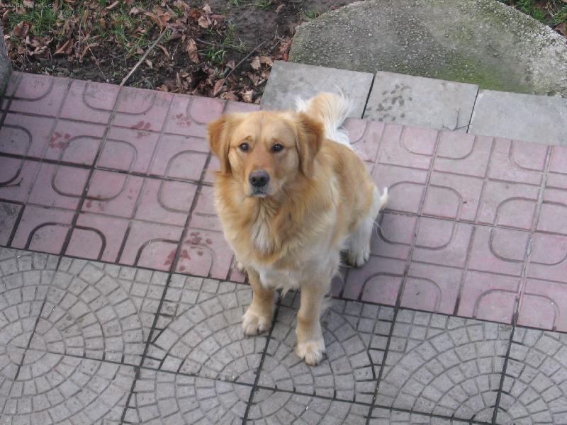 Foto: �ek�n� na dobrotku.-ho� mi pamlsek pros���������m!