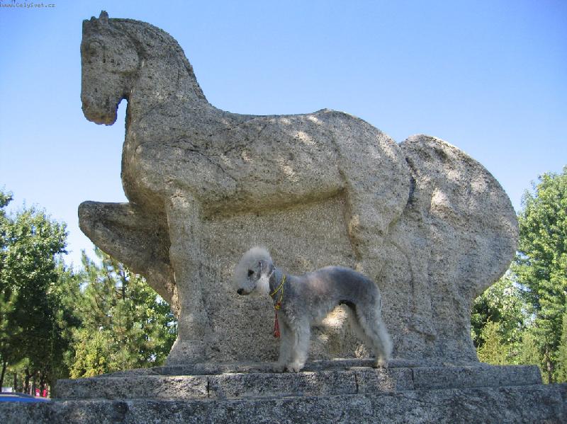 Foto: Bedlington-Deborka a kon�k