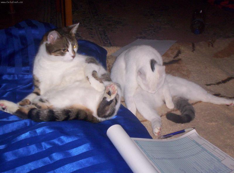 Foto: �istotn� ko�ky-Ko�ky se um�vaj�