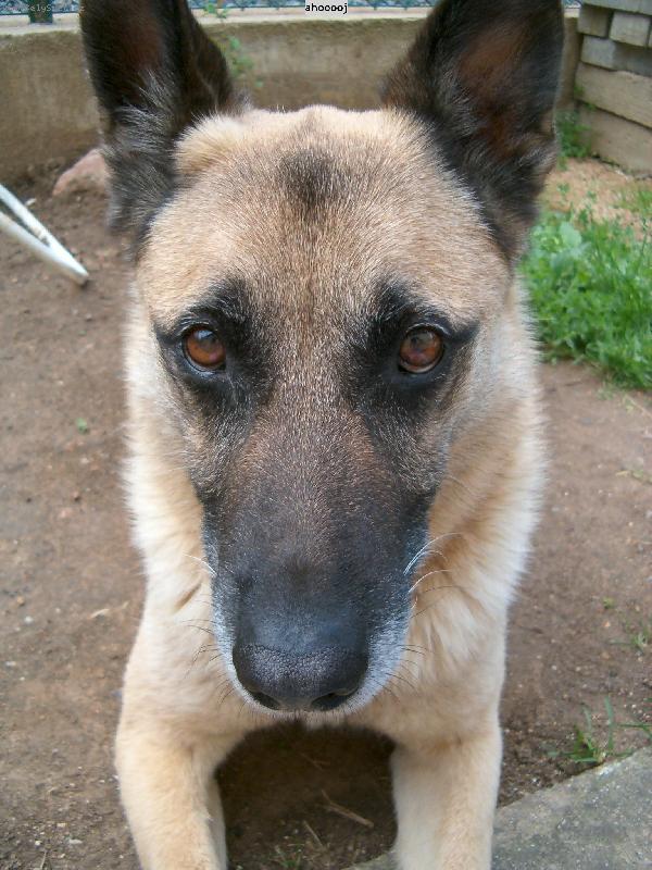 Foto: "M�j t�ta osel" :-)