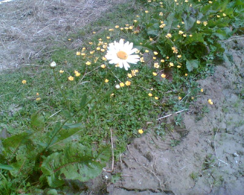 Foto: Snaha mezi bl�tem-V Muka�ov� mezi ko�sk�mi v�b�hy se v bahn� sna�ila upoutat pozornost tato kopretinka.