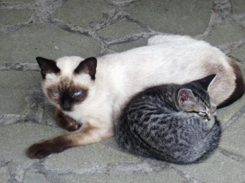 Foto: Odpoledn� siesta