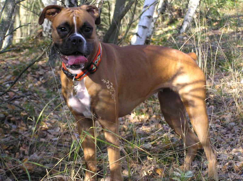 Foto: Aemi v brdsk�ch les�ch-Aeminka