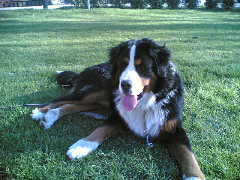 Foto: Bene�ek-Ben na cvi��ku