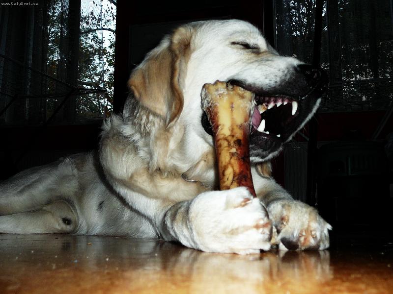 Foto: ...hov�z�,to je ona...