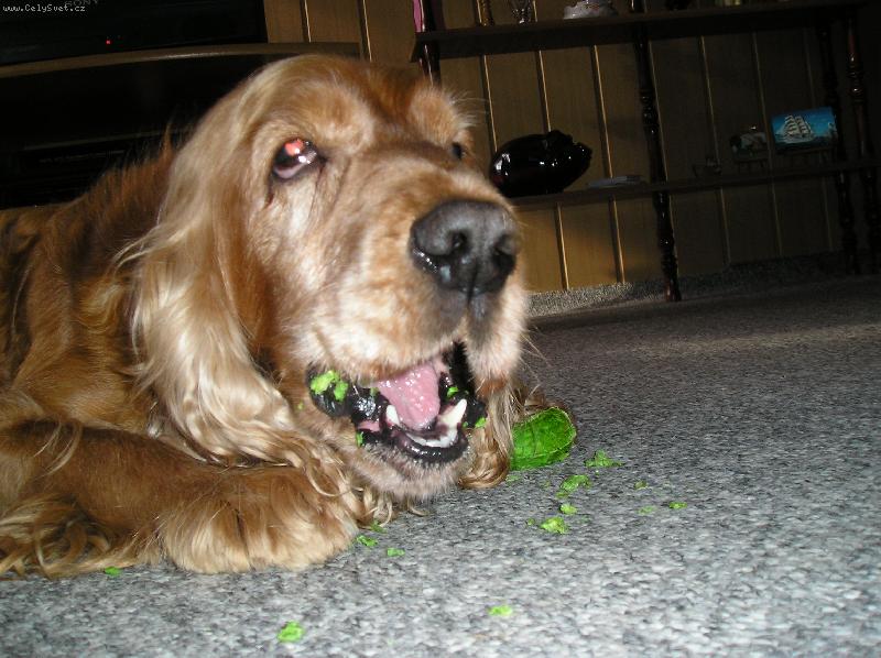 Foto: Shelly-Ty nov� �v�kac� ty�inky jsou vynikajic�,skv�le se �v�kaj� !