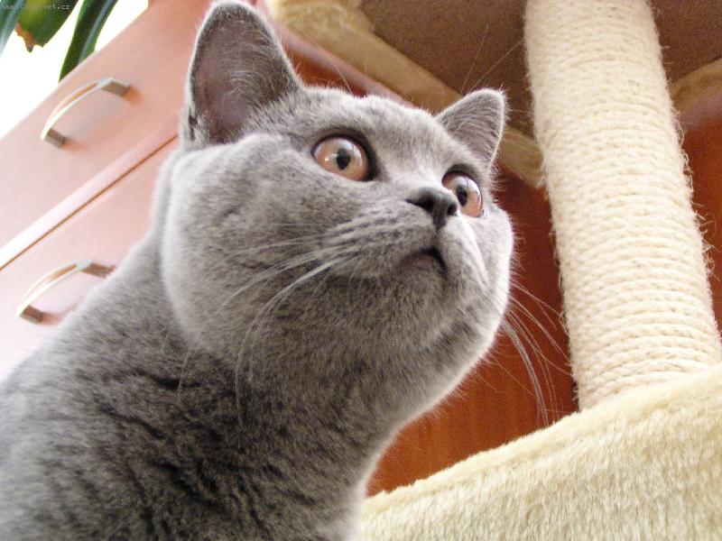 Foto: Luisa Princess Picollomini-�si �pionem