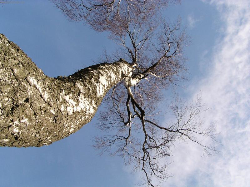 Foto: vysok� b��za-pohled zespoda