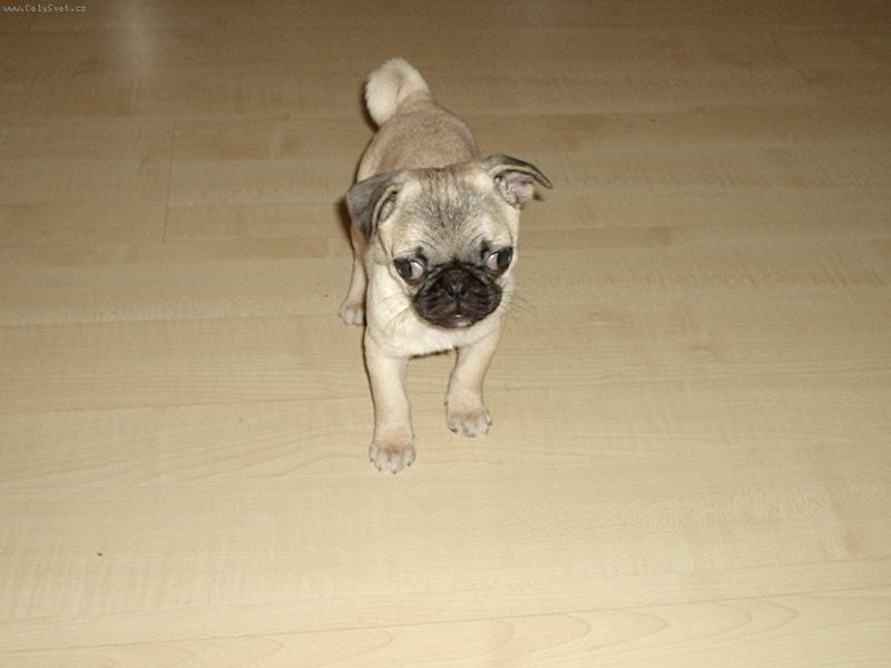 Foto: Meggie-Tak to je na�e Meggie :-)