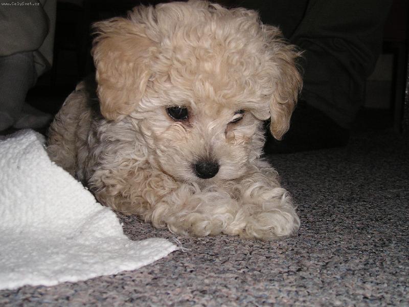 Foto: N� mal� Charlie!