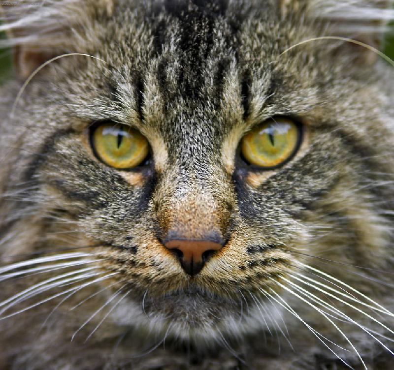 Foto: N� kocour Emil