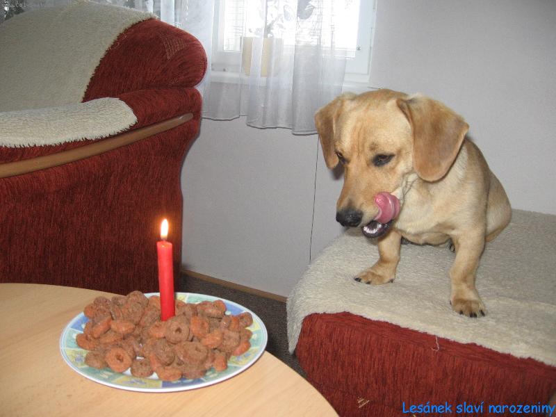 Foto: Lesan slav� narozeniny-v�echno nejlep��