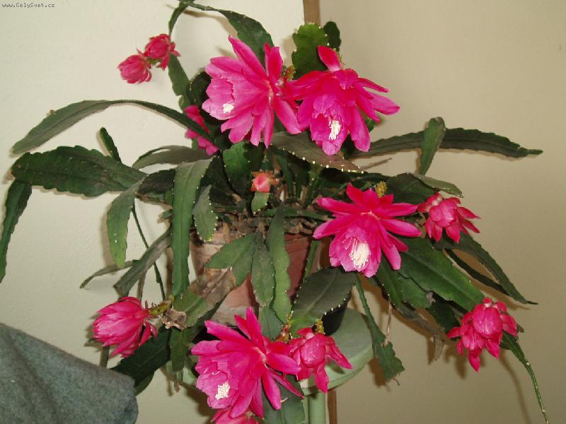 Foto: Kv�ty-Takto kr�sn� mi naposledy vykvetl v�no�n� kaktus,jen ne o V�noc�ch, ale v kv�tnu.
