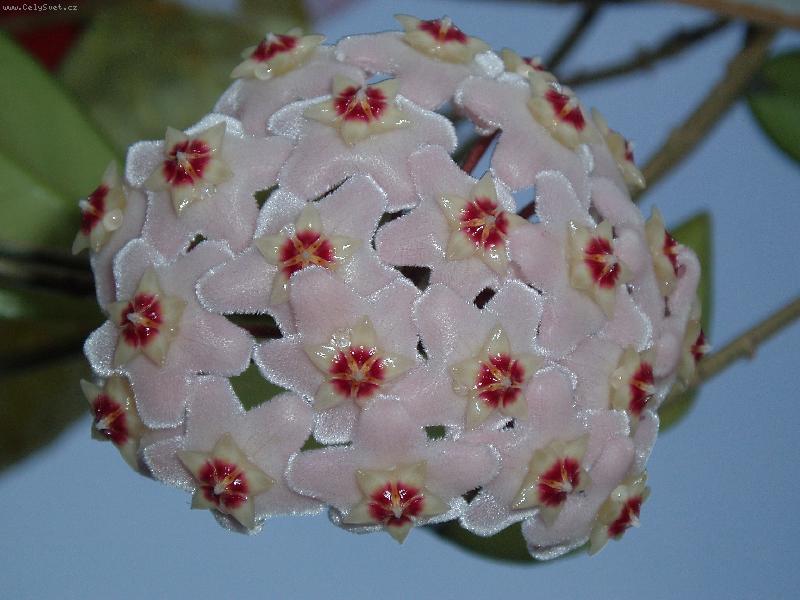 Foto: Voskovka-Tyto kv�ty sice kr�sn� vypadaj�, ale kdy� kvete cel� rostlina, ned� se s n� vydr�et v jednom pokoji :)