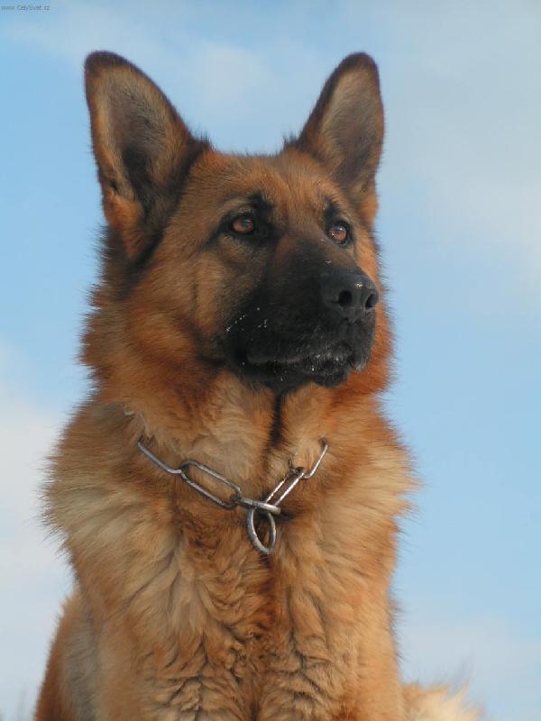 Foto: Na v�sln�-zima 2006