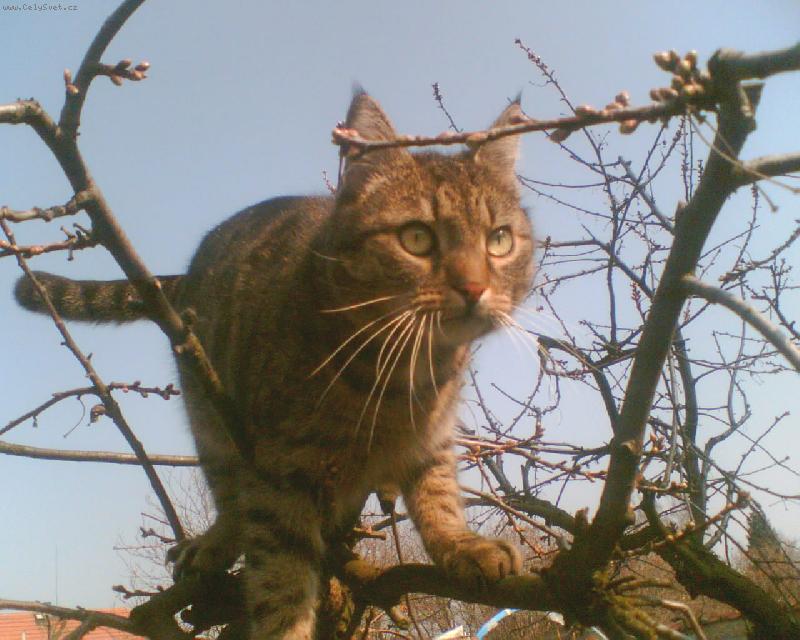 Foto: Na lovu-U� jako kot� si Felix tuto vi�e� obl�bil.