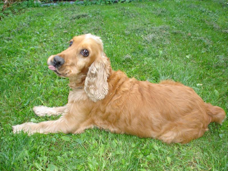 Foto: A takhle na v�s vypl�znu jazyk:)