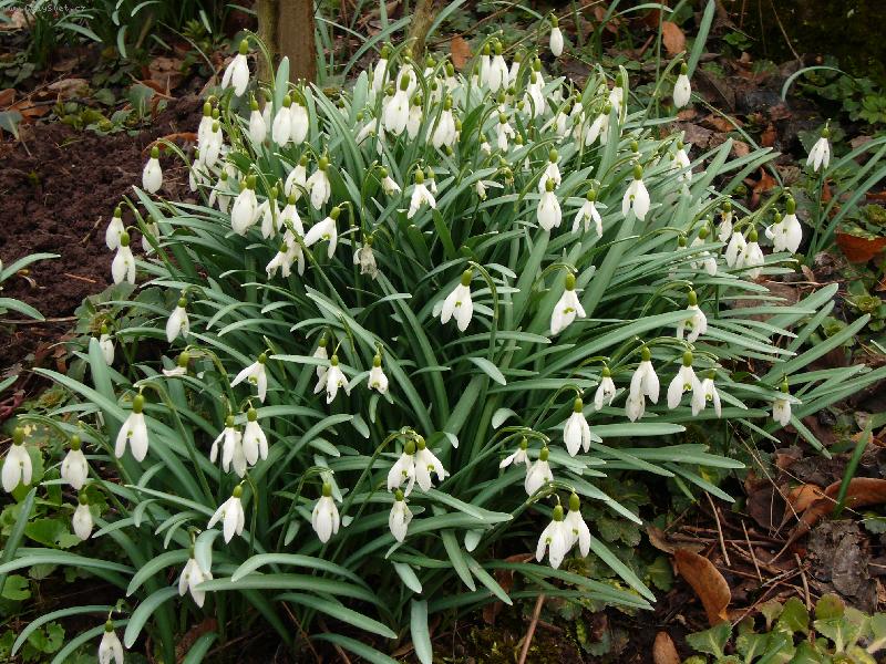 Foto: Poslov� jara v Podkrkokno��-Sn�enka podsn�n�k