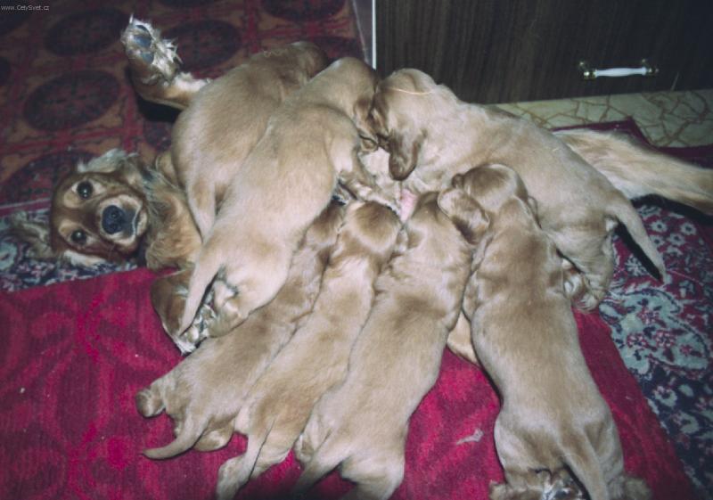 Foto: No �o m�m robi�??????????-hlad je hlad