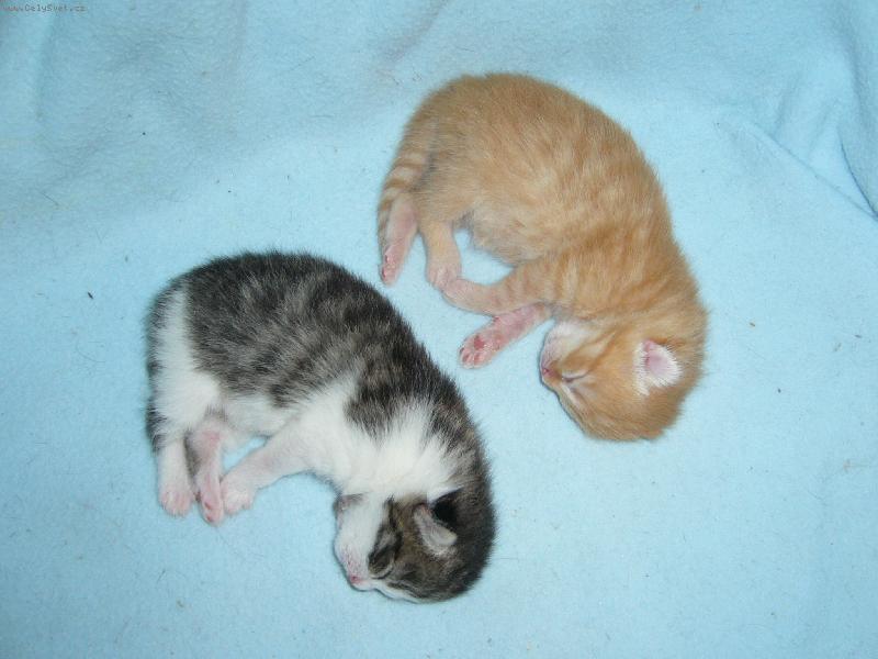 Foto: na�e miminka-no nejsou ��asn� ?