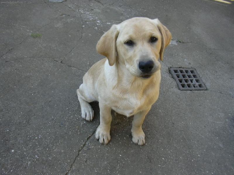 Foto: Charlinkov syn-Charlinkov syn