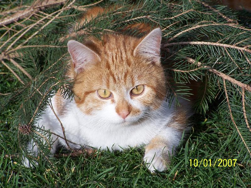 Foto: najdi m�-kocour pod smr�kem