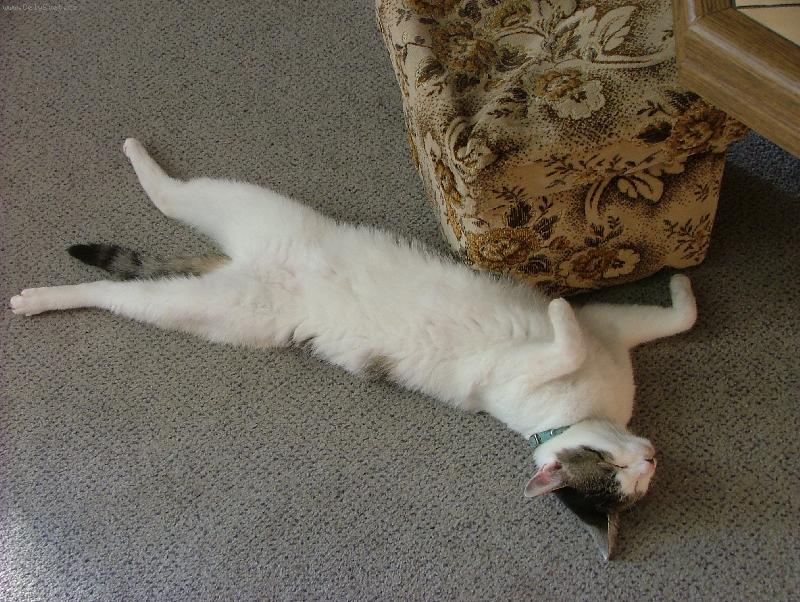 Foto: mourek-to se to spinka