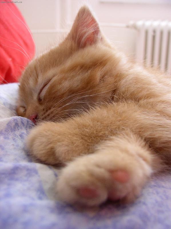 Foto: Le��c�, sp�c�