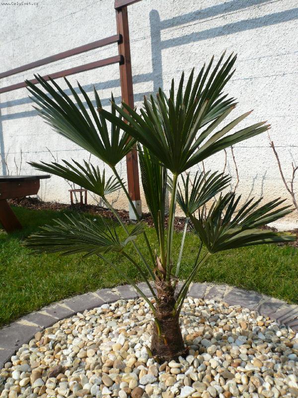 Foto: Mrazuodoln� palma-Tak takov� palmy rostou u n�s na ji�n� morav�. A nezmrznou!!:-))))