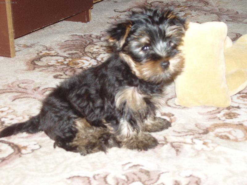 Foto: N� Andy-P�em��l� co by zase provedl.