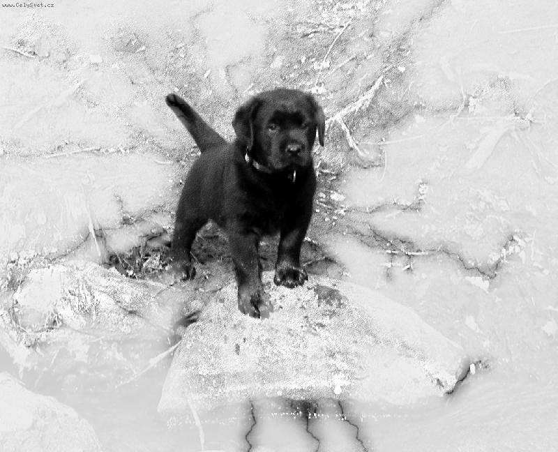 Foto: SID-k��enec Labradora s Rotvajlerem